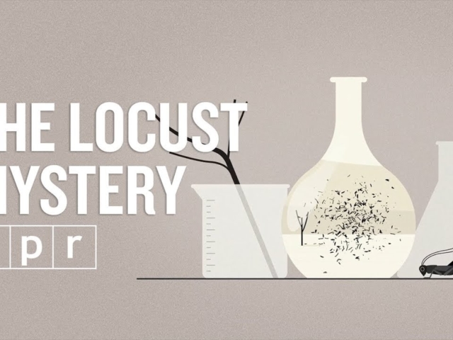 The Locust Mystery