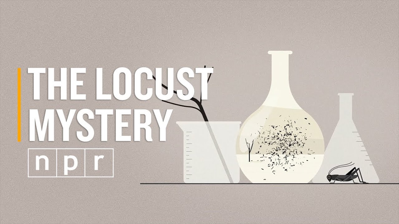 The Locust Mystery