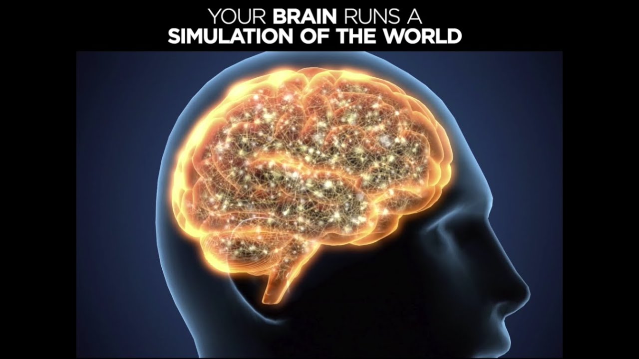 Your brain runs a simulation of the world