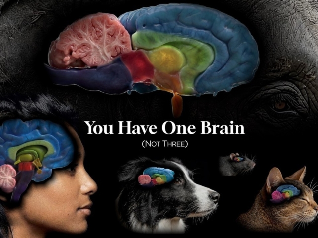 You Have One Brain, Not Three (Cinematic Lecture) - The Myth of the Triune Brain